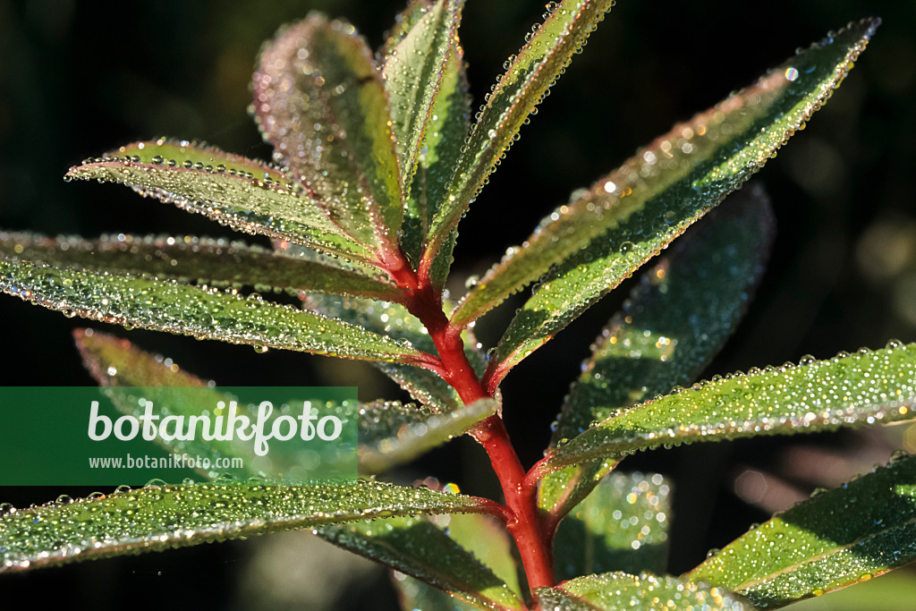 430230 - Fireglow spurge (Euphorbia griffithii 'Great Dixter')