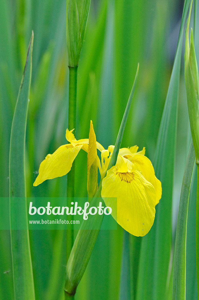 472302 - Flag iris (Iris pseudacorus)