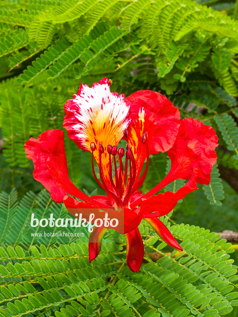 411155 - Flamboyant (Delonix regia)