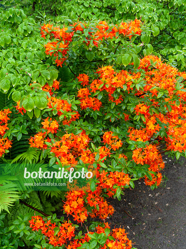 460105 - Flame azalea (Rhododendron calendulaceum)