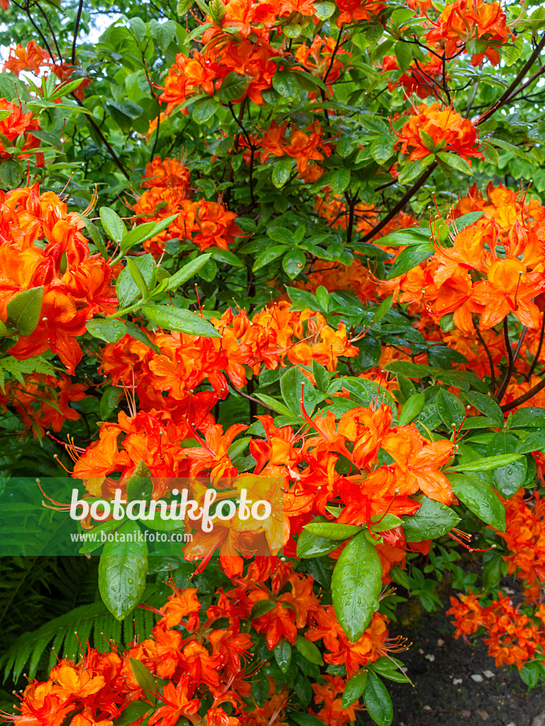 460106 - Flame azalea (Rhododendron calendulaceum)