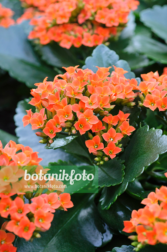 470122 - Flaming Katy (Kalanchoe blossfeldiana)