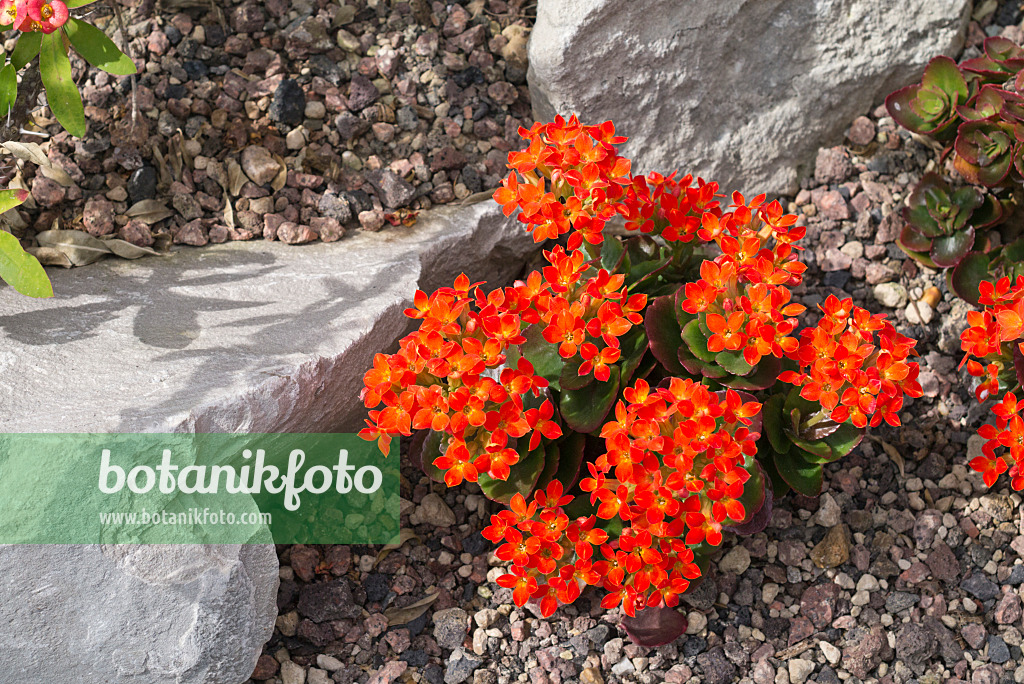 555118 - Flaming Katy (Kalanchoe blossfeldiana)