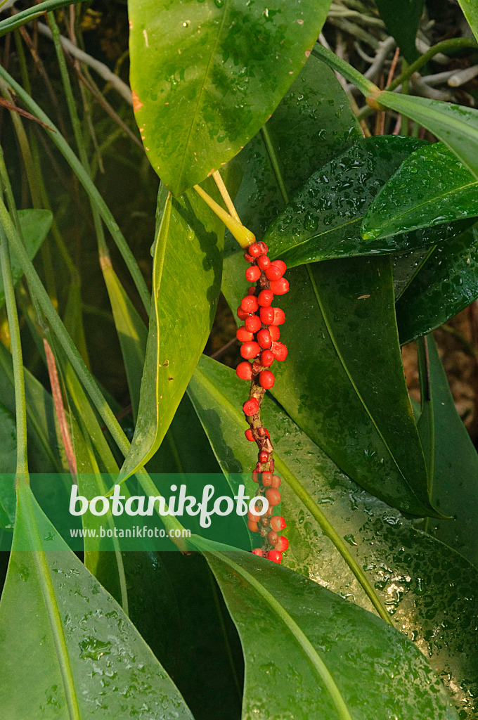 468014 - Flamingo flower (Anthurium scandens)