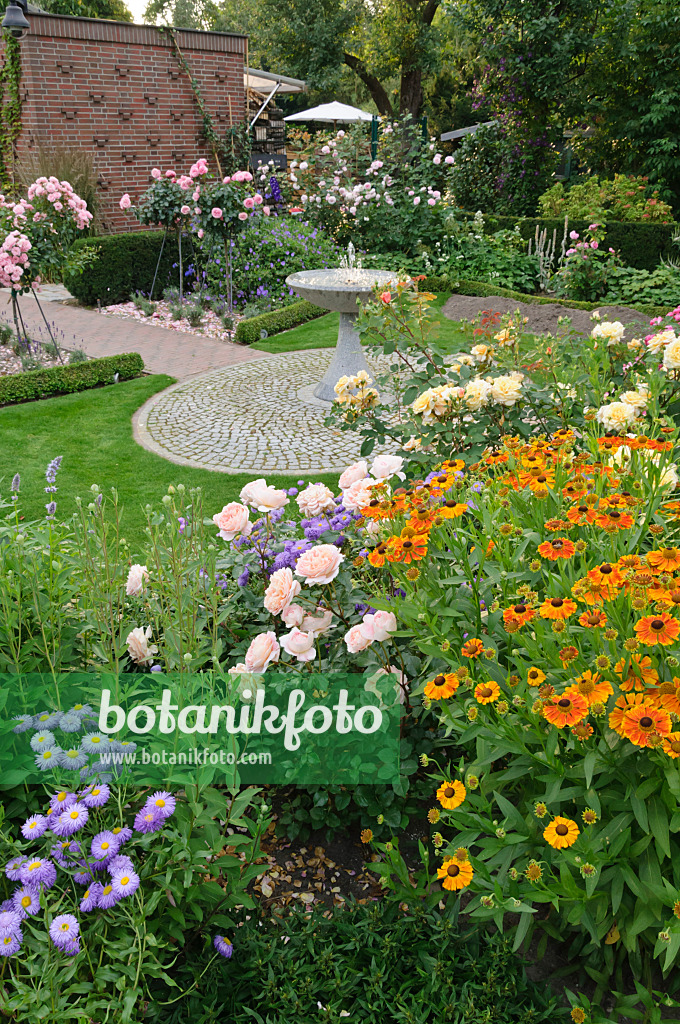 474070 - Fleabane (Erigeron), rose (Rosa) and sneezeweed (Helenium) in a rose garden