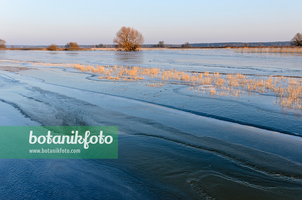 505002 - Flooded and frozen polder meadow, Lower Oder Valley National Park, Germany