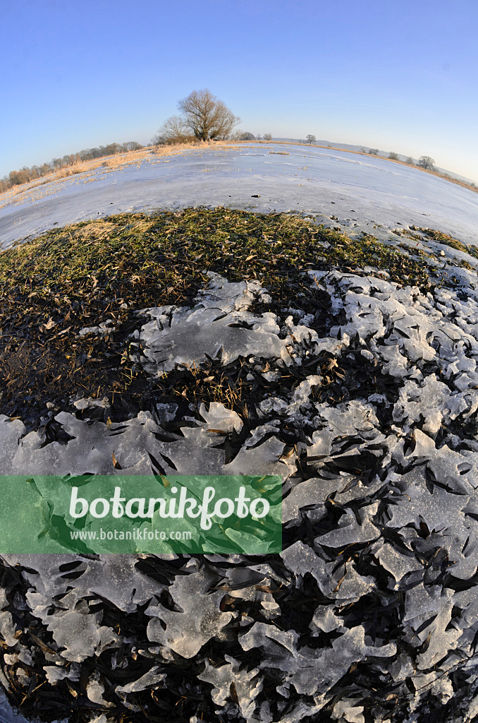 565004 - Flooded and frozen polder meadow, Lower Oder Valley National Park, Germany