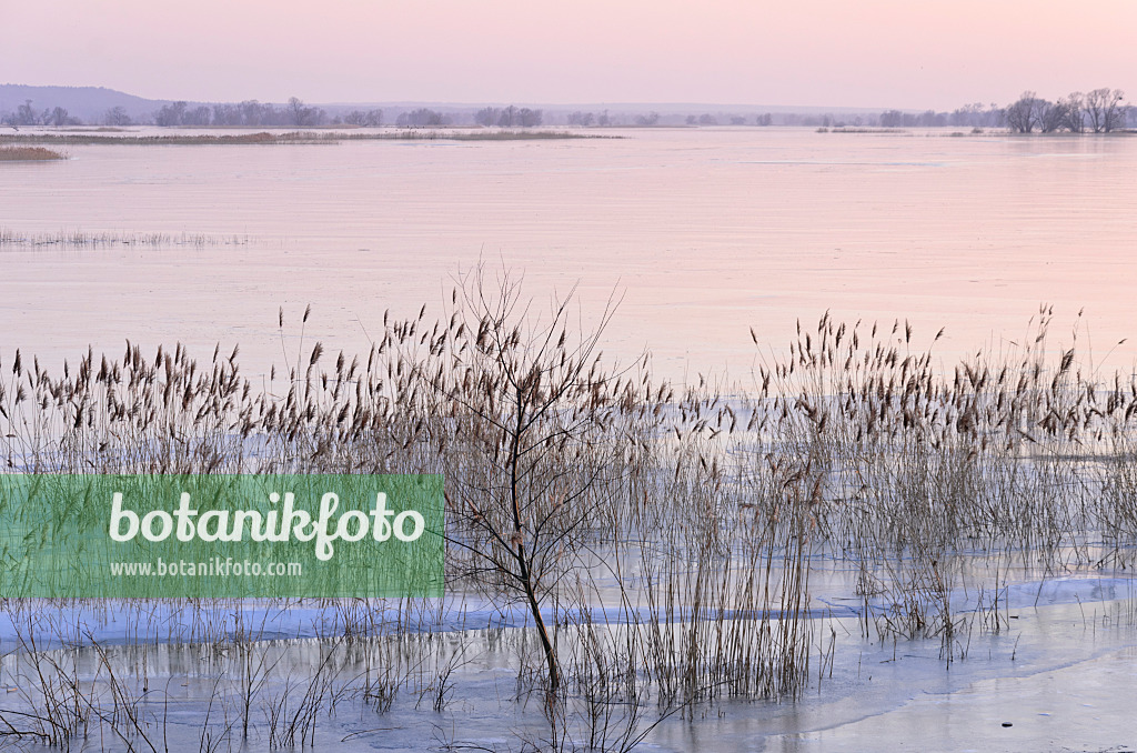 578014 - Flooded and frozen polder meadow, Lower Oder Valley National Park, Germany