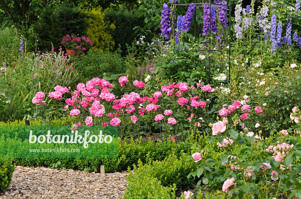 486029 - Floribunda rose (Rosa France Bleu) and larkspur (Delphinium)