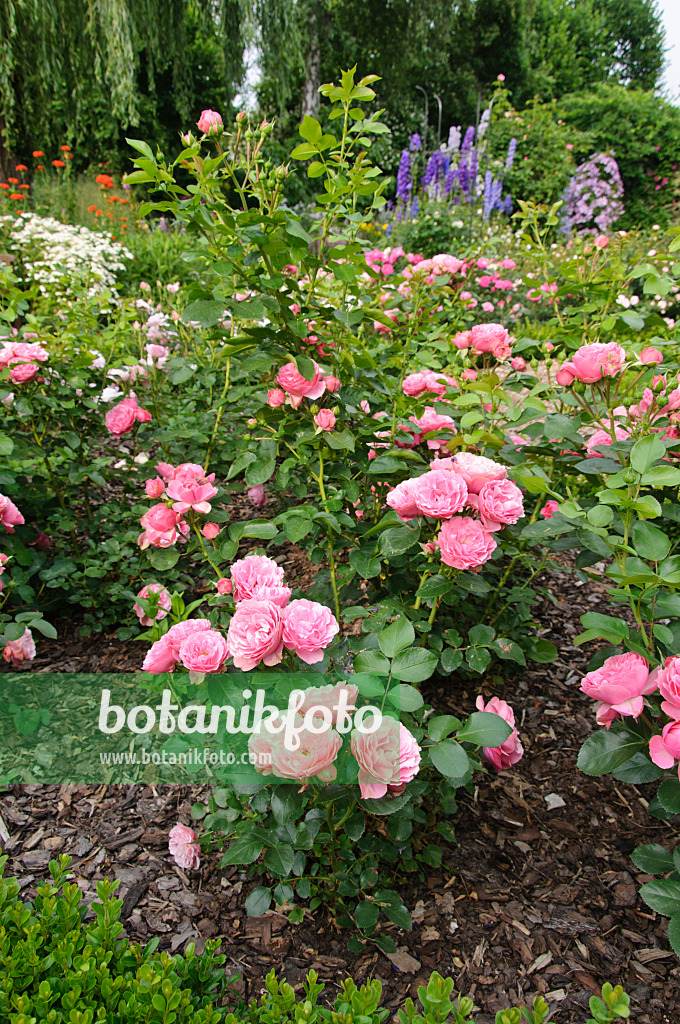 486030 - Floribunda rose (Rosa Leonardo da Vinci)