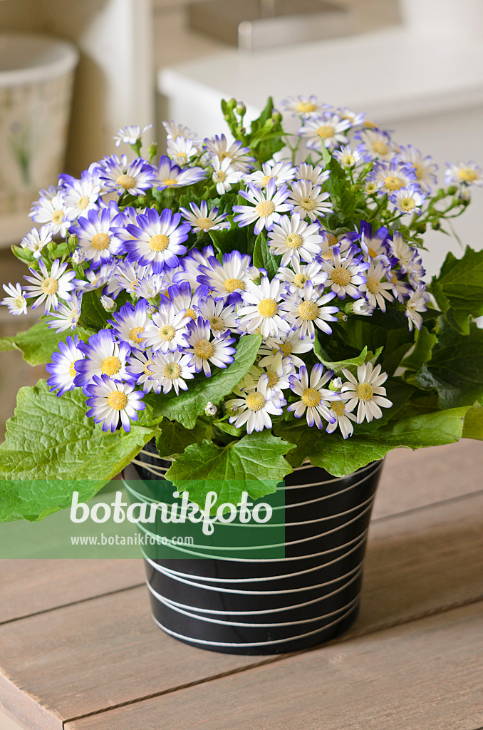 529119 - Florist's cineraria (Pericallis x hybrida)