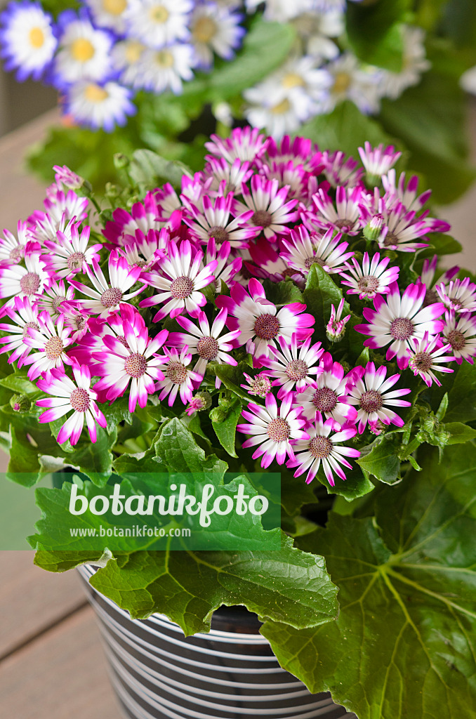 529120 - Florist's cineraria (Pericallis x hybrida)