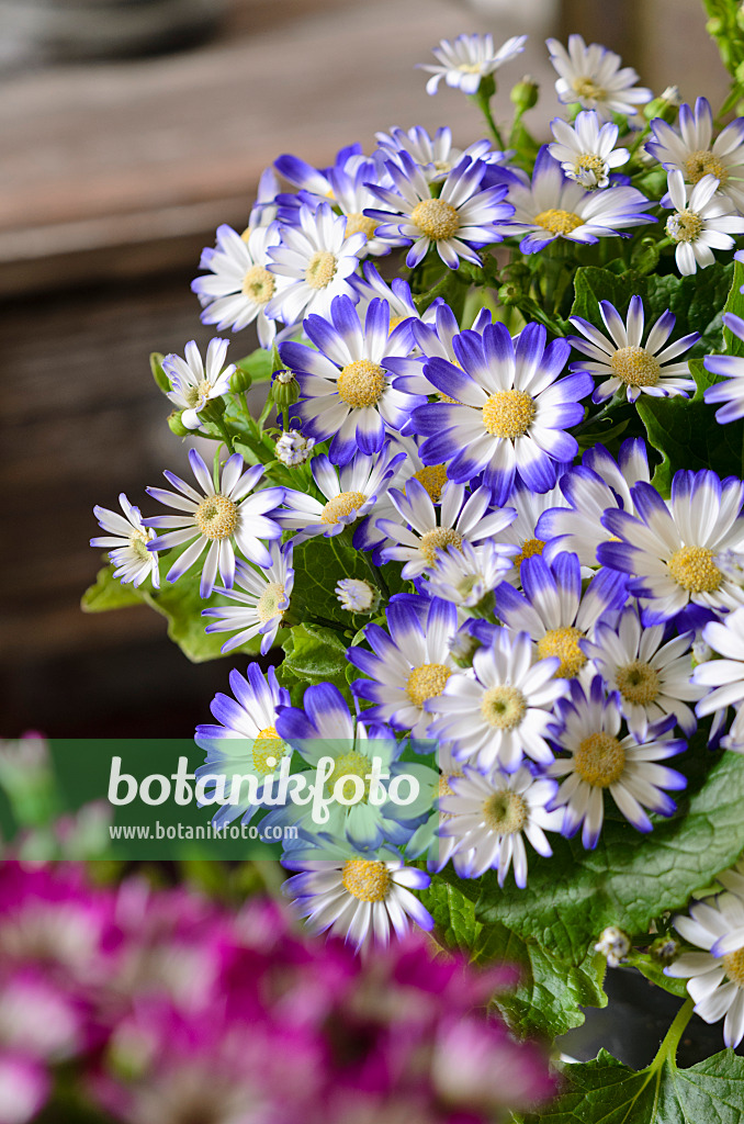 529121 - Florist's cineraria (Pericallis x hybrida)