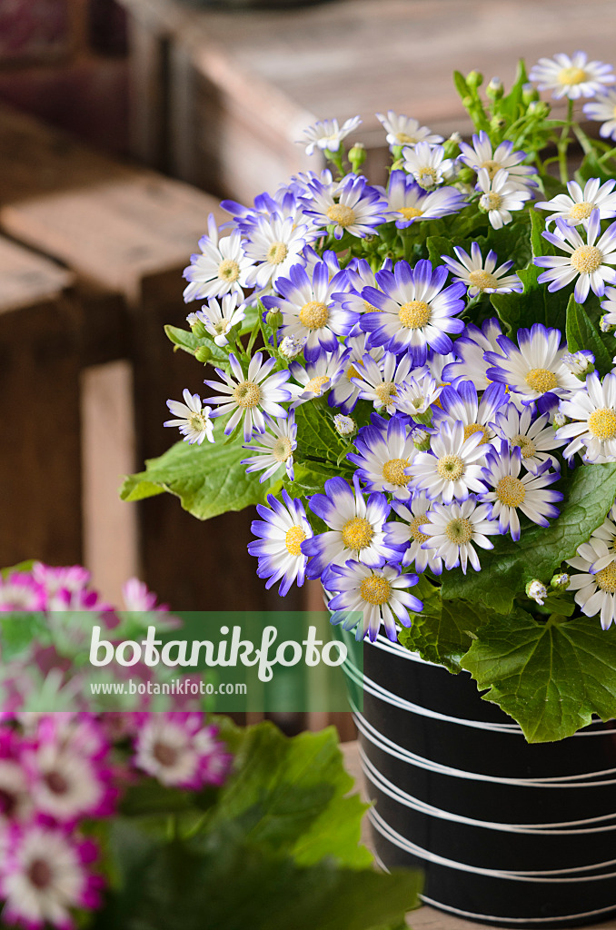 529122 - Florist's cineraria (Pericallis x hybrida)