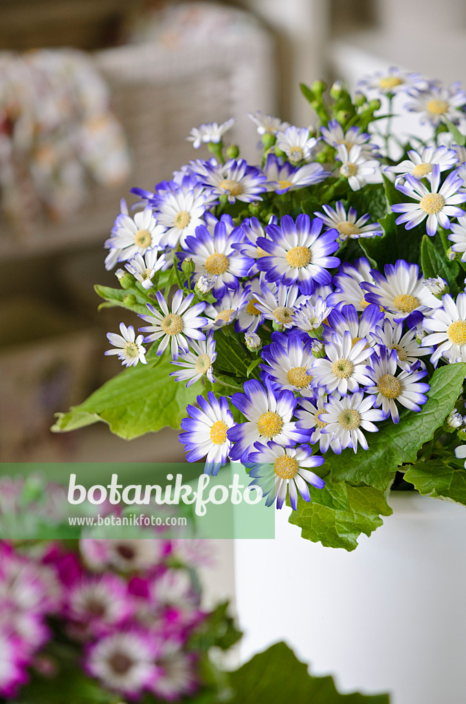 529123 - Florist's cineraria (Pericallis x hybrida)