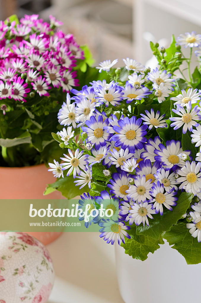 529124 - Florist's cineraria (Pericallis x hybrida)