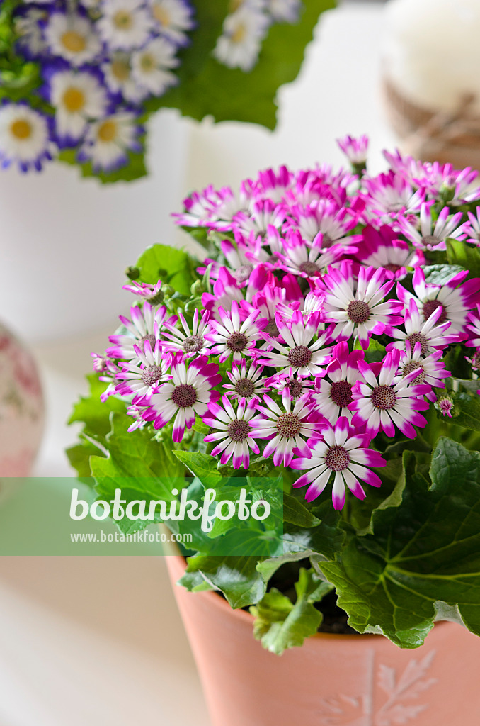 529125 - Florist's cineraria (Pericallis x hybrida)