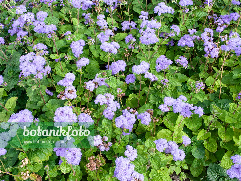 463062 - Floss flower (Ageratum houstonianum)