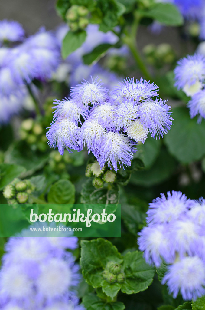 497025 - Floss flower (Ageratum houstonianum 'Artist Alto Delft')