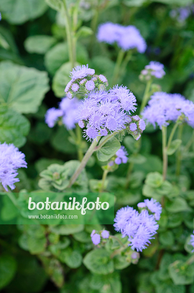 475096 - Floss flower (Ageratum houstonianum 'Blue Horizon')