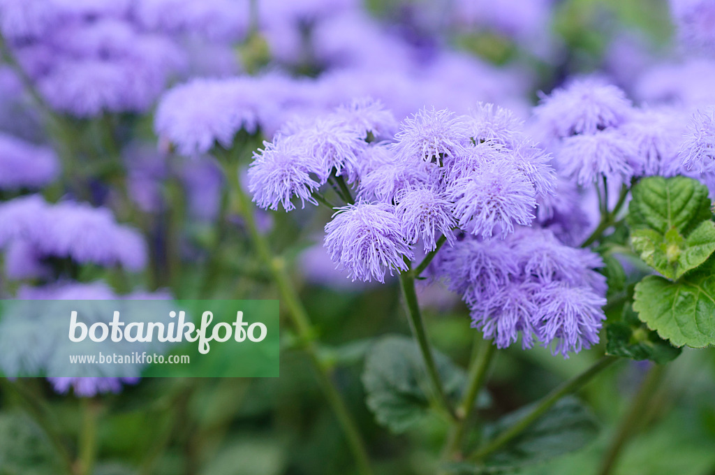 487226 - Floss flower (Ageratum houstonianum 'Blue Horizon')