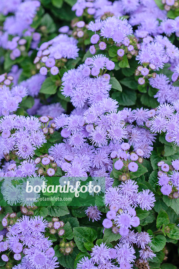 487091 - Floss flower (Ageratum houstonianum 'Leilani Blue')