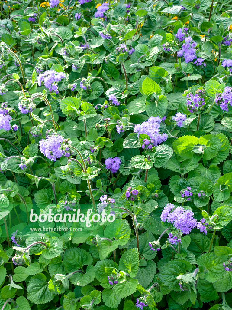 451022 - Floss flower (Ageratum houstonianum 'Tetra Blaues Meer')