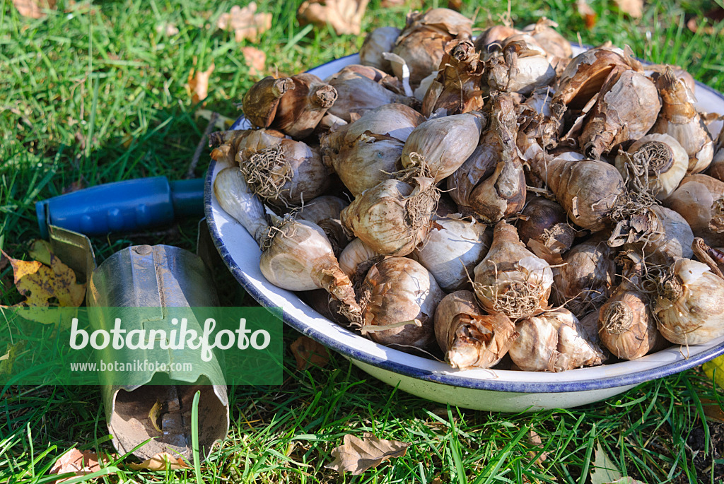 517005 - Flower bulbs in a bowl with bulb planter