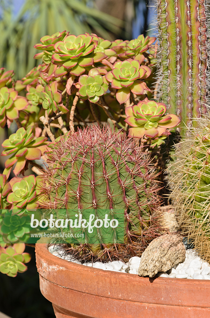 533094 - Flower tub with cacti and succulents