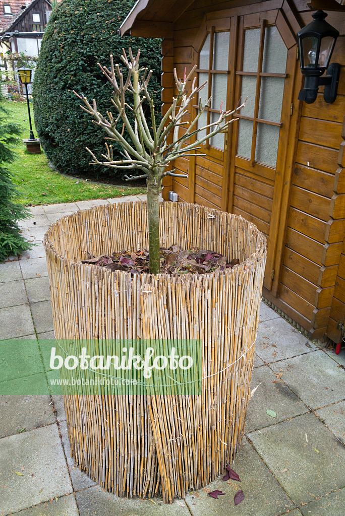 526064 - Flower tub with winter protection in an allotment garden 526064 - Flower tub with winter protection in an allotment garden