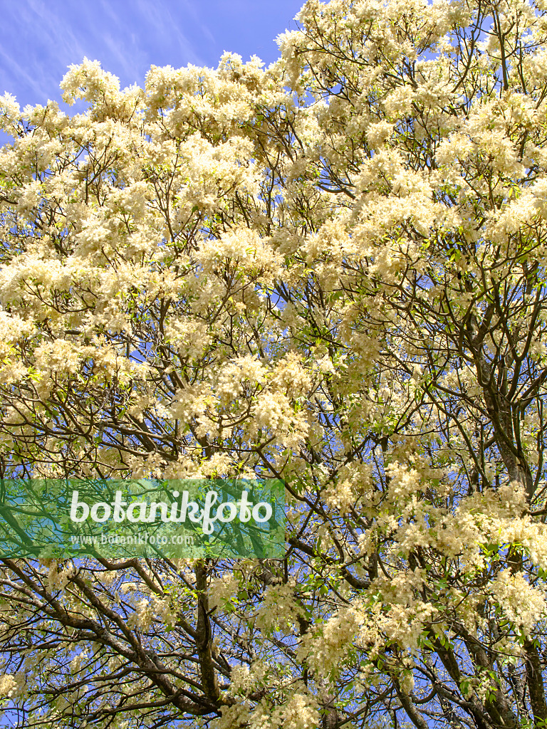 437304 - Flowering ash (Fraxinus ornus)