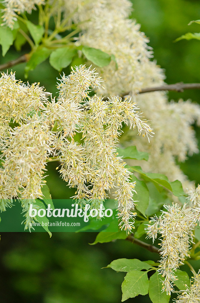 520211 - Flowering ash (Fraxinus ornus)