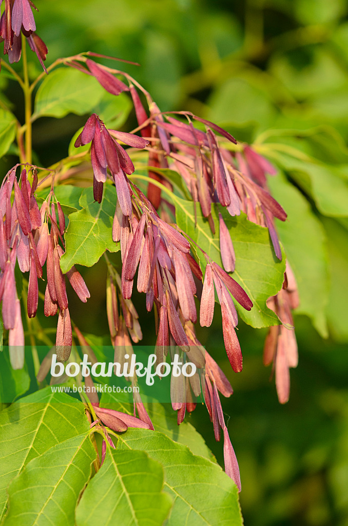 521100 - Flowering ash (Fraxinus ornus)