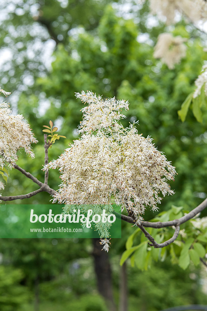 625219 - Flowering ash (Fraxinus ornus)