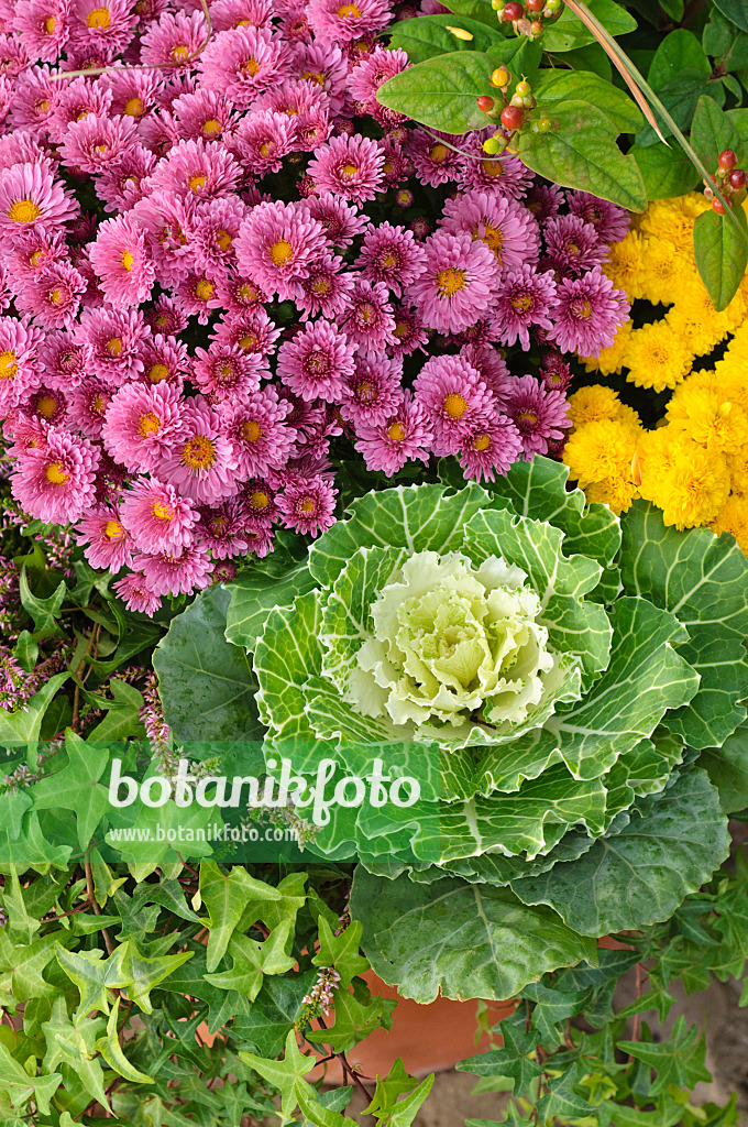 477056 - Flowering cabbage (Brassica oleracea) and chrysanthemums (Chrysanthemum)