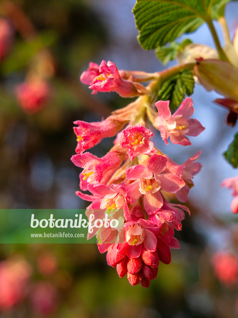 424119 - Flowering currant (Ribes sanguineum)