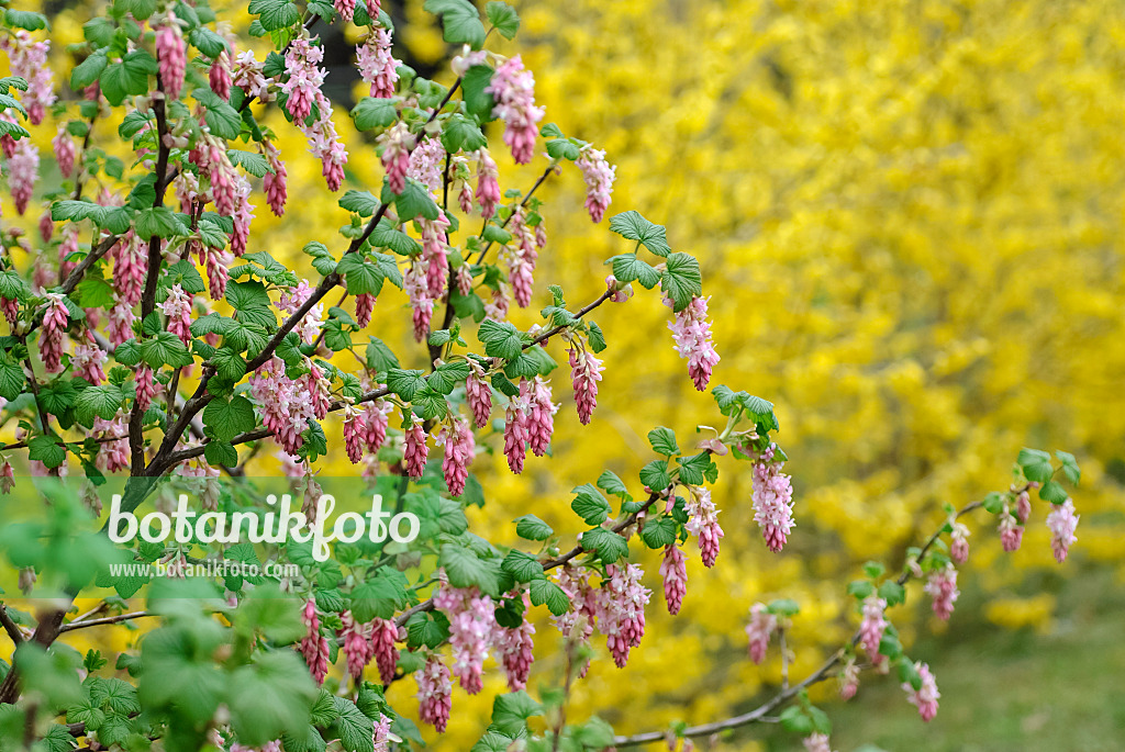 490139 - Flowering currant (Ribes sanguineum 'Atrorubens')