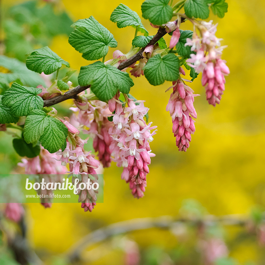 490140 - Flowering currant (Ribes sanguineum 'Atrorubens')