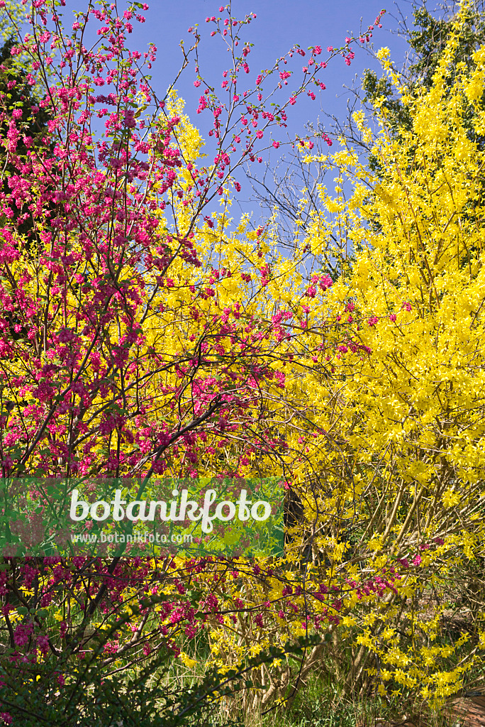 543019 - Flowering currant (Ribes sanguineum) and border forsythia (Forsythia x intermedia)