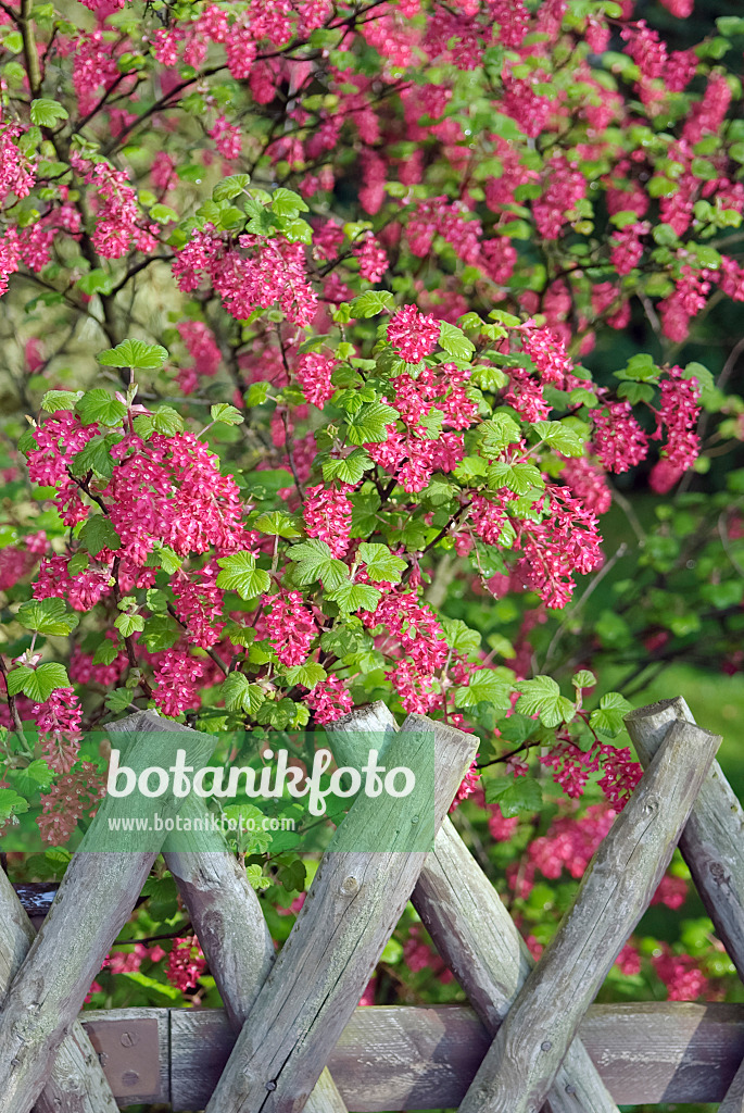 490141 - Flowering currant (Ribes sanguineum 'Pulborough Scarlet')