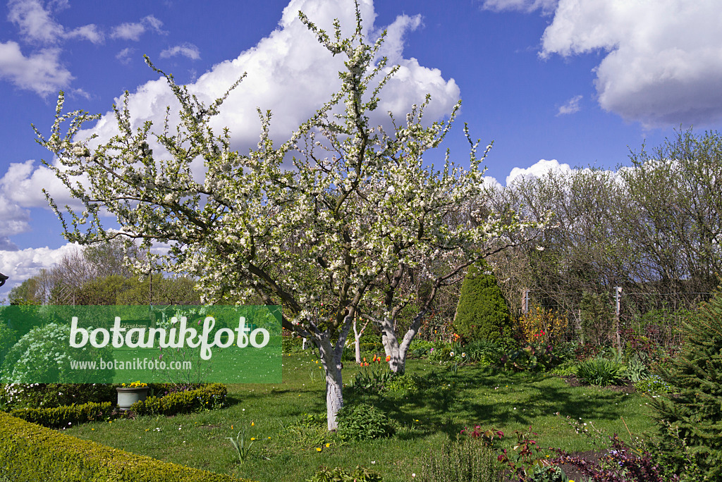 570027 - Flowering fruit trees