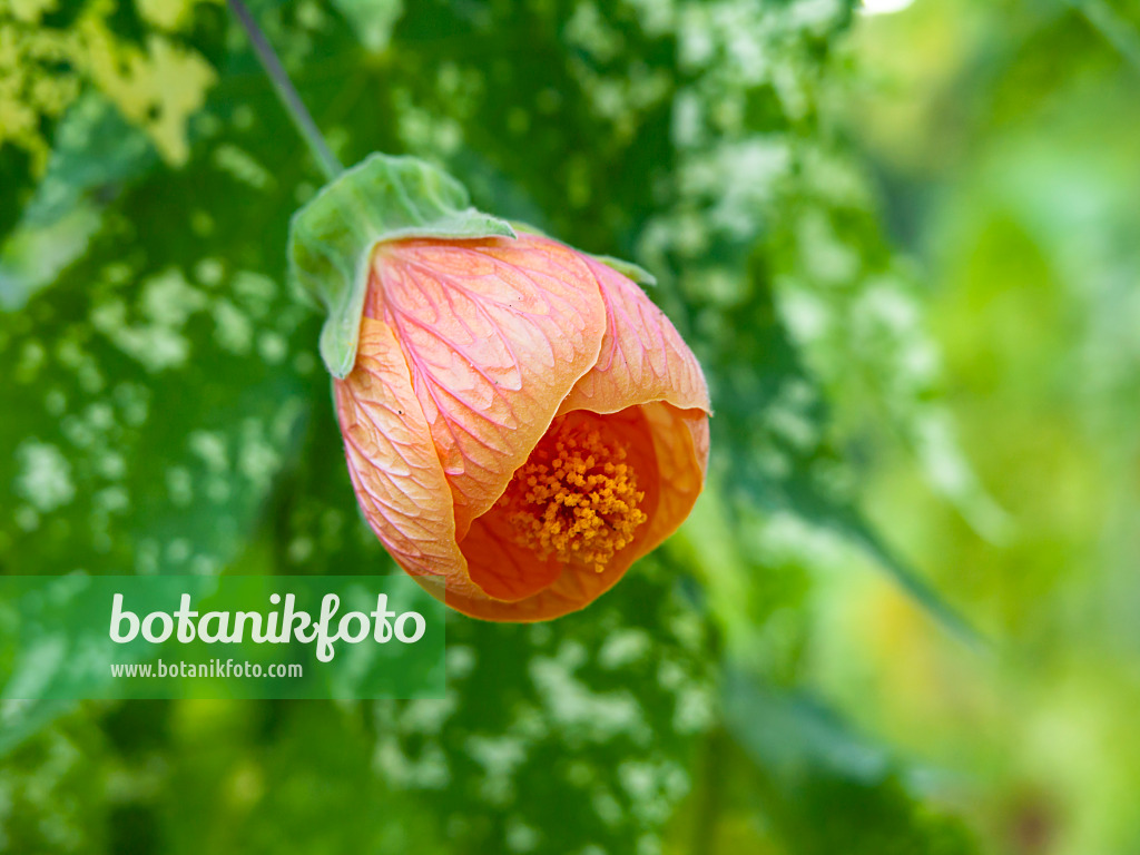 429012 - Flowering maple (Abutilon)