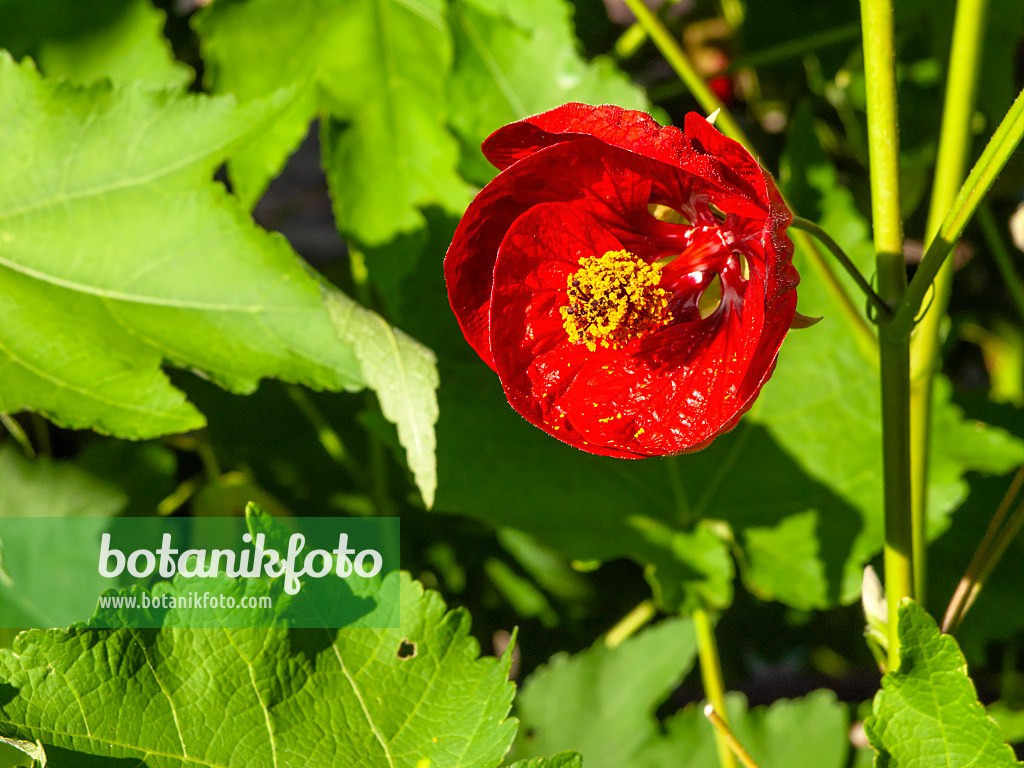 429006 - Flowering maple (Abutilon Herzblut)