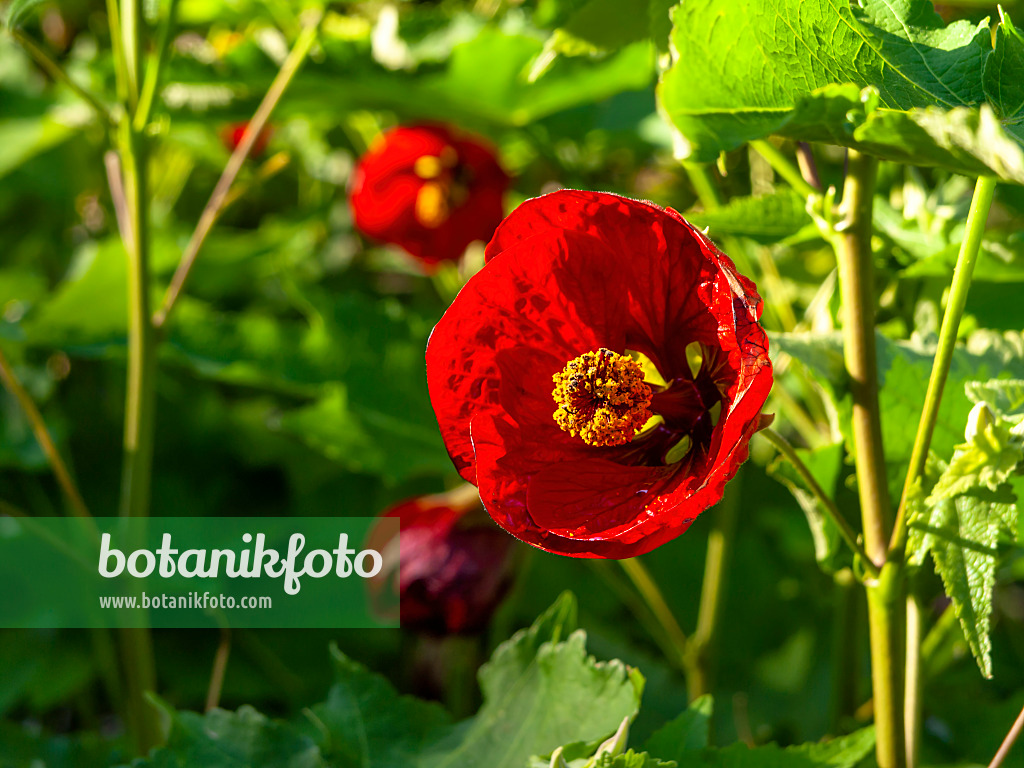 429007 - Flowering maple (Abutilon Herzblut)