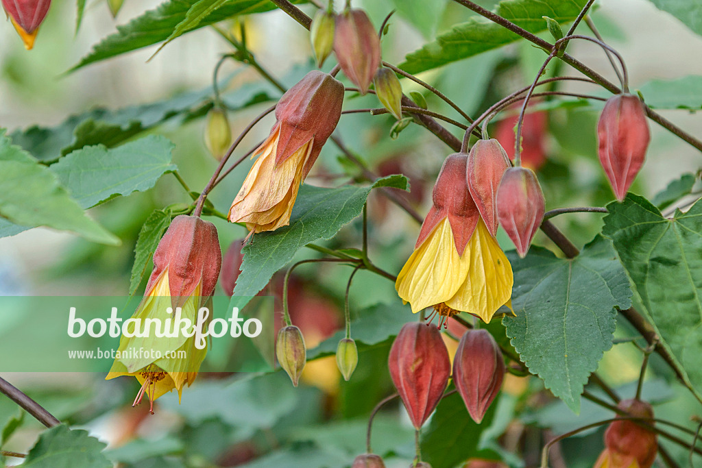 547051 - Flowering maple (Abutilon megapotamicum)