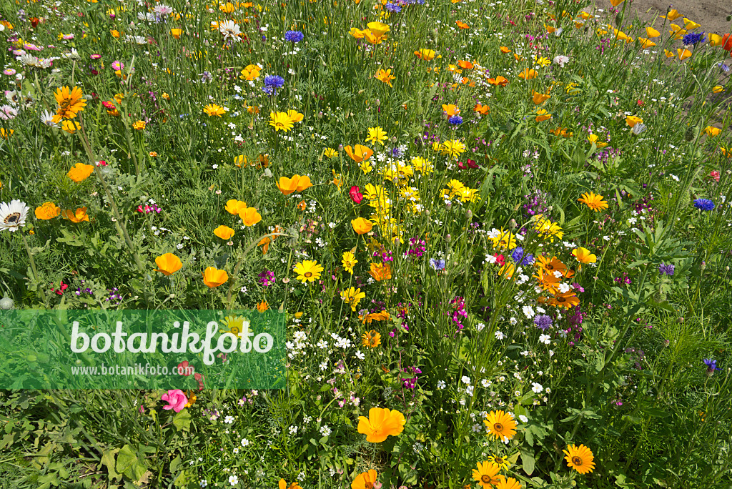 608091 - Flowering meadow