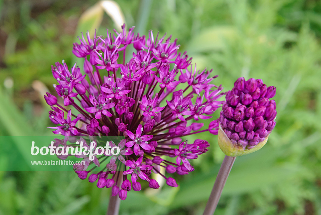 481016 - Flowering onion (Allium aflatunense 'Purple Sensation')