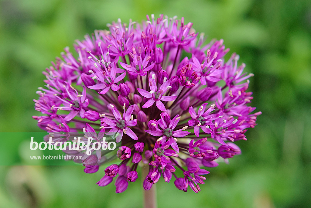 481017 - Flowering onion (Allium aflatunense 'Purple Sensation')