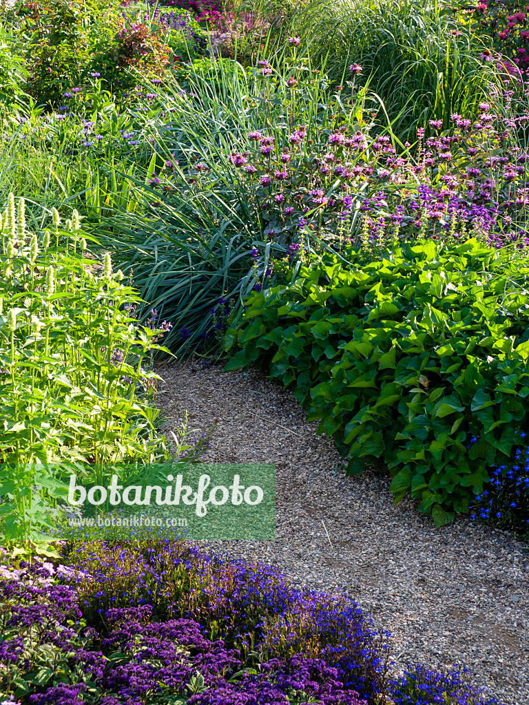 427125 - Flowering perennial garden with narrow gravel path