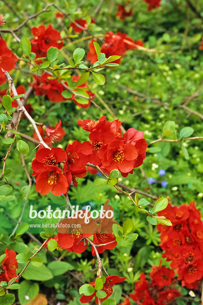 389083 - Flowering quince (Chaenomeles x superba)